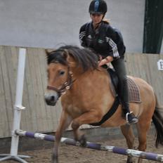 Anden særlig race Lukas  R.I.P