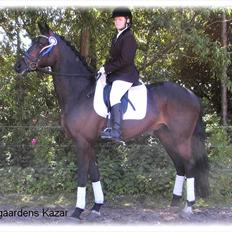 Dansk Varmblod | Aagaardens Kazar |