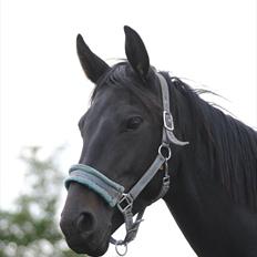 Oldenborg HH´s Theodor aka. Tiger-dyret <3