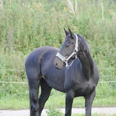 Oldenborg HH´s Theodor aka. Tiger-dyret <3