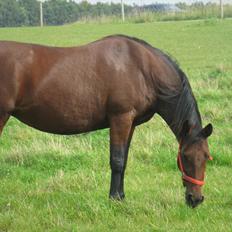 Dansk Varmblod Melissa 