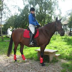 Dansk Varmblod Melissa 