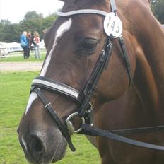 Anden særlig race Daisy