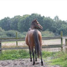 Dansk Varmblod Bellevue