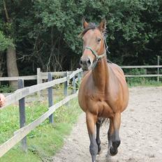 Dansk Varmblod Bellevue