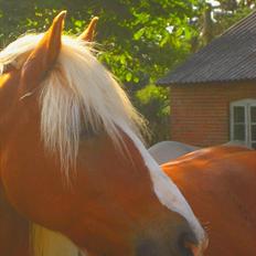 Tyroler Haflinger <3 partner <3  i miss you!!! <3 :´(