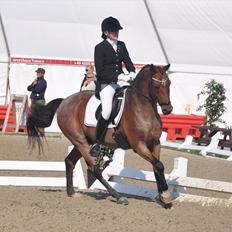 Welsh Partbred (Sec F) Marieton's Sanssousi