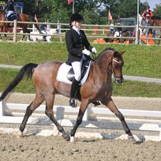 Welsh Partbred (Sec F) Marieton's Sanssousi