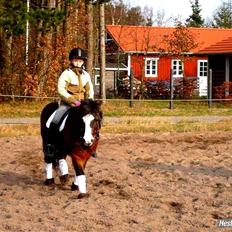 Islænder & shetlænder blanding Mio<3mit evige savn<3!)':