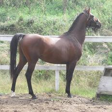 Shagya Araber (SH) Bahebec Takhises *Basse* - *SOLGT*