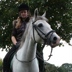 Tysk Sportspony Highlight 