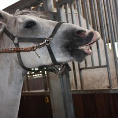 Tysk Sportspony Highlight 