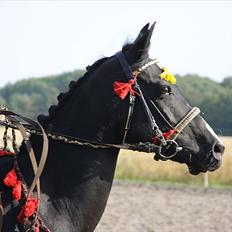 Anden særlig race Bella