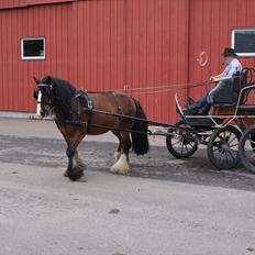 Irish Cob Duke