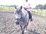 Fell pony Lundesdale Paddy