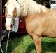 Haflinger Max 