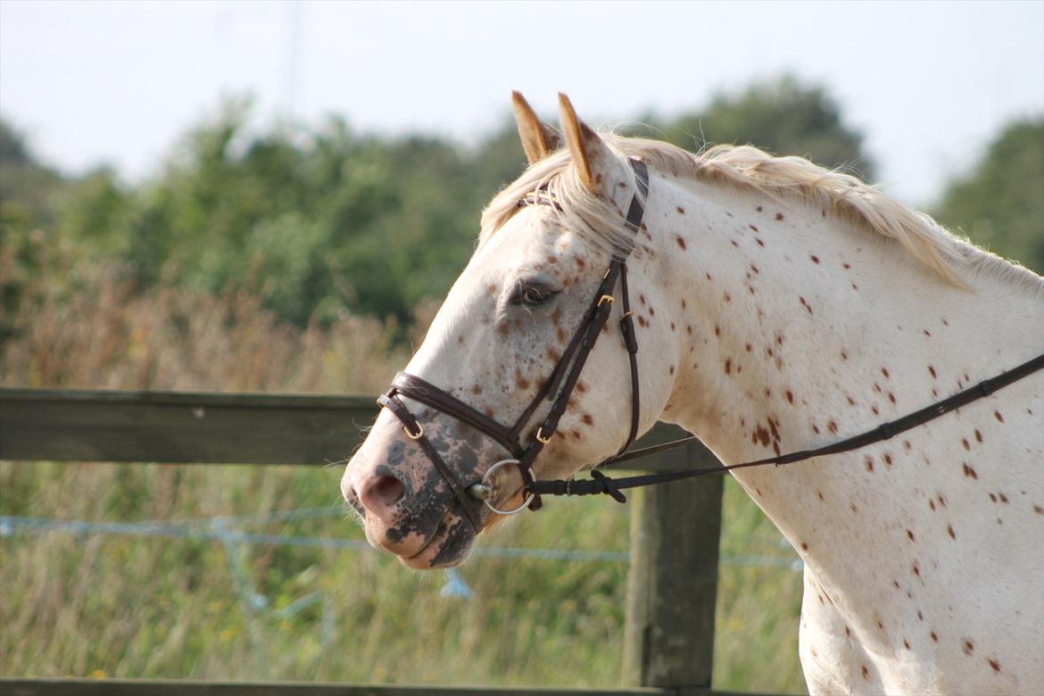 Anden særlig race julius <3 billede 14