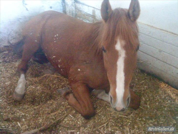 Anden særlig race Joy - Min lille baby i sin boks *-: [Fotograf: Mig selv - med mobil] billede 14