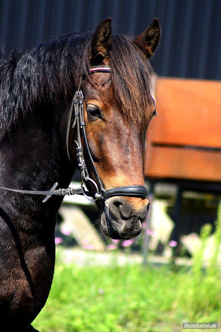 Anden særlig race Felix - B-pony - Felle i Skagen :D <3 billede 3