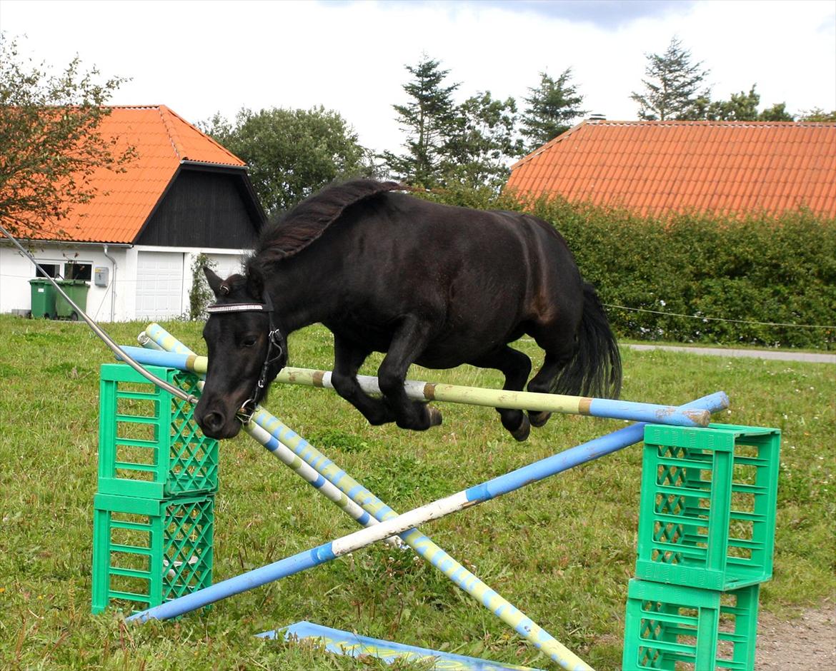 Miniature Shetlænder | Solvang's Sweety Speedy [Miss you]  - Speedy springer 110 cm :D Han kom over! // Foto: Mig. billede 16