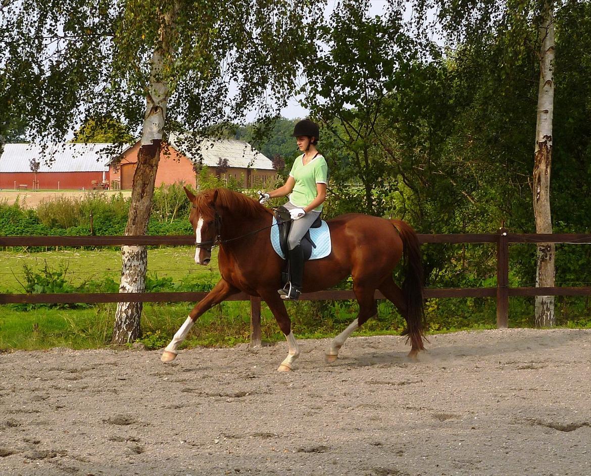 Frederiksborg Zaini Brentedal billede 1