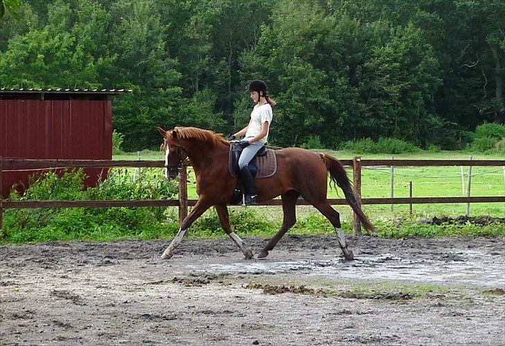 Frederiksborg Zaini Brentedal billede 2