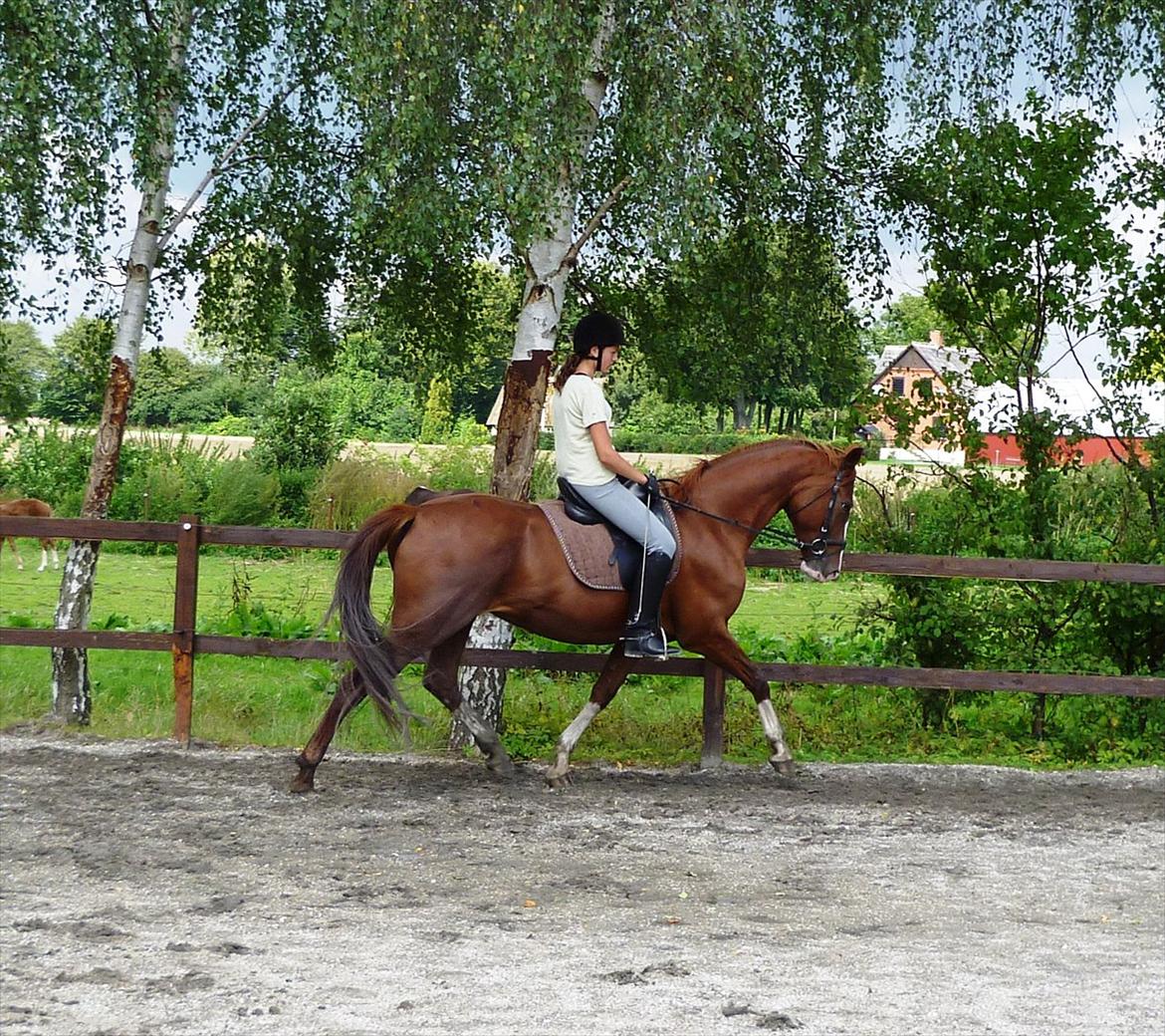 Frederiksborg Zaini Brentedal billede 3