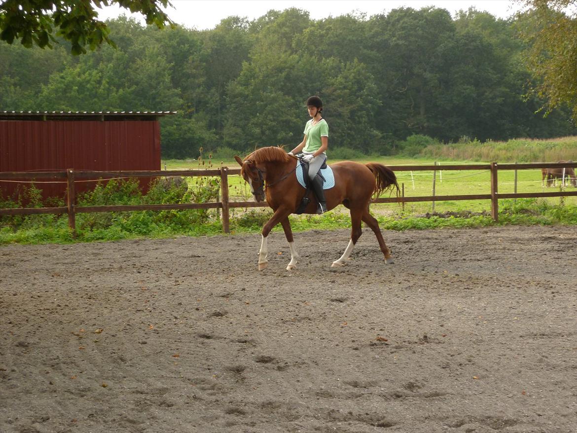 Frederiksborg Zaini Brentedal billede 4