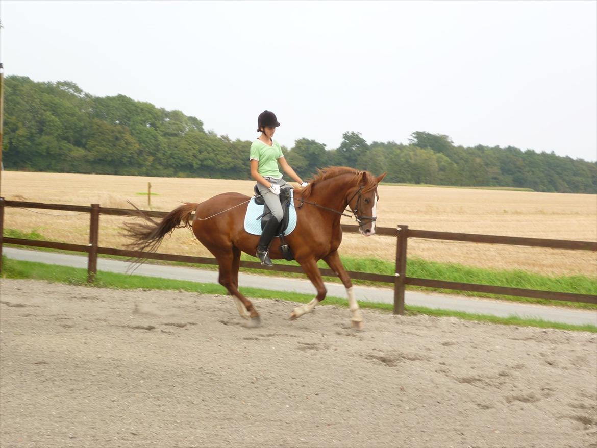 Frederiksborg Zaini Brentedal billede 5