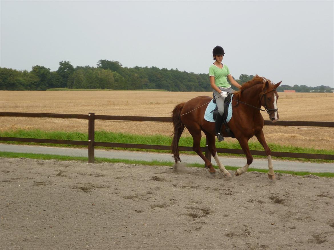Frederiksborg Zaini Brentedal billede 6