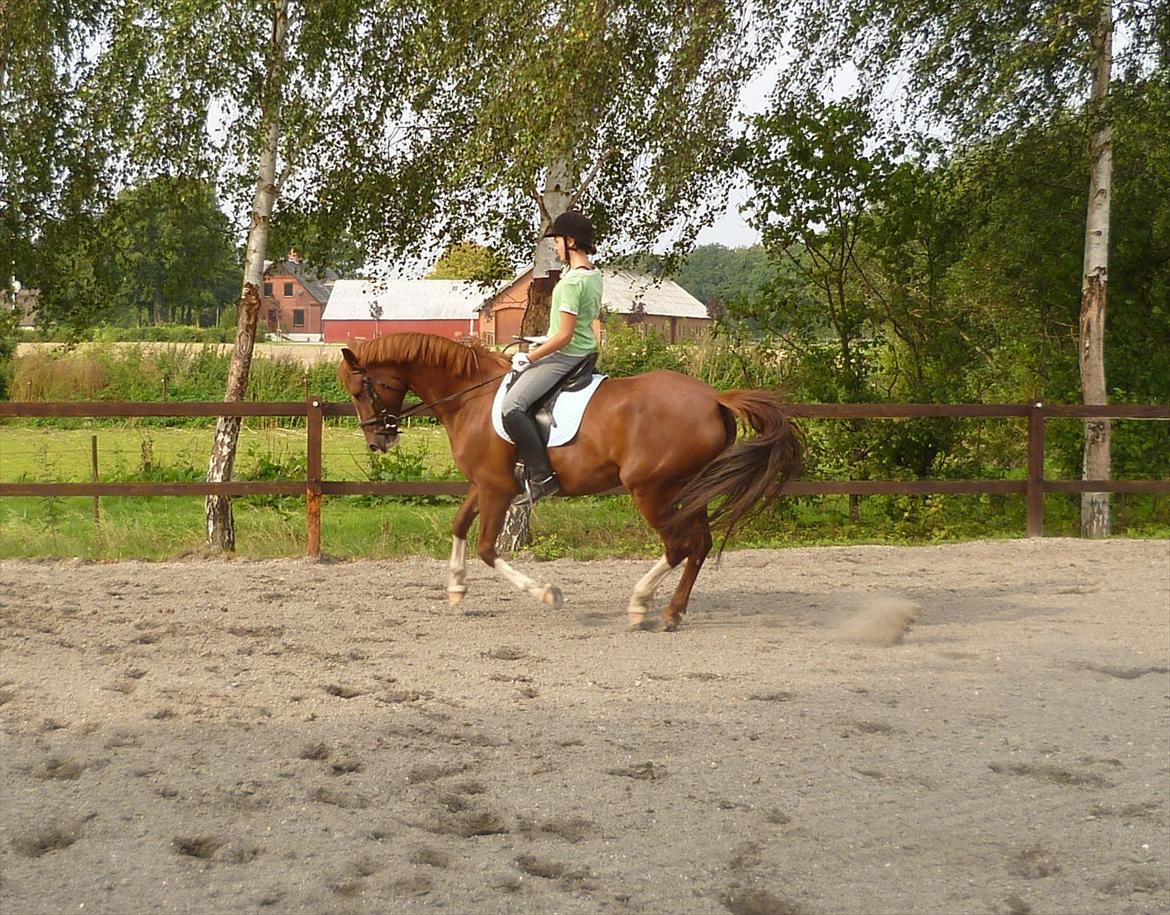 Frederiksborg Zaini Brentedal billede 7