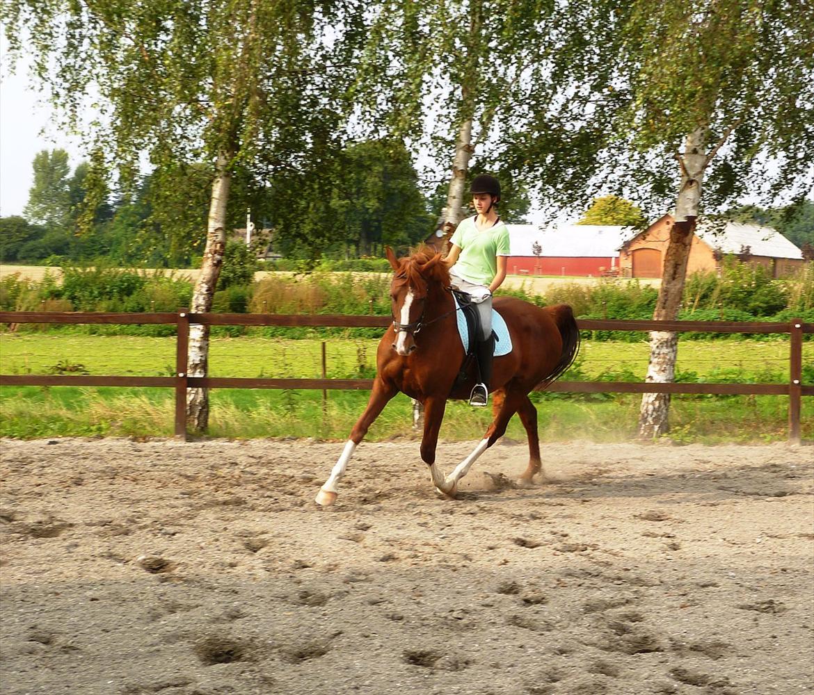 Frederiksborg Zaini Brentedal billede 8