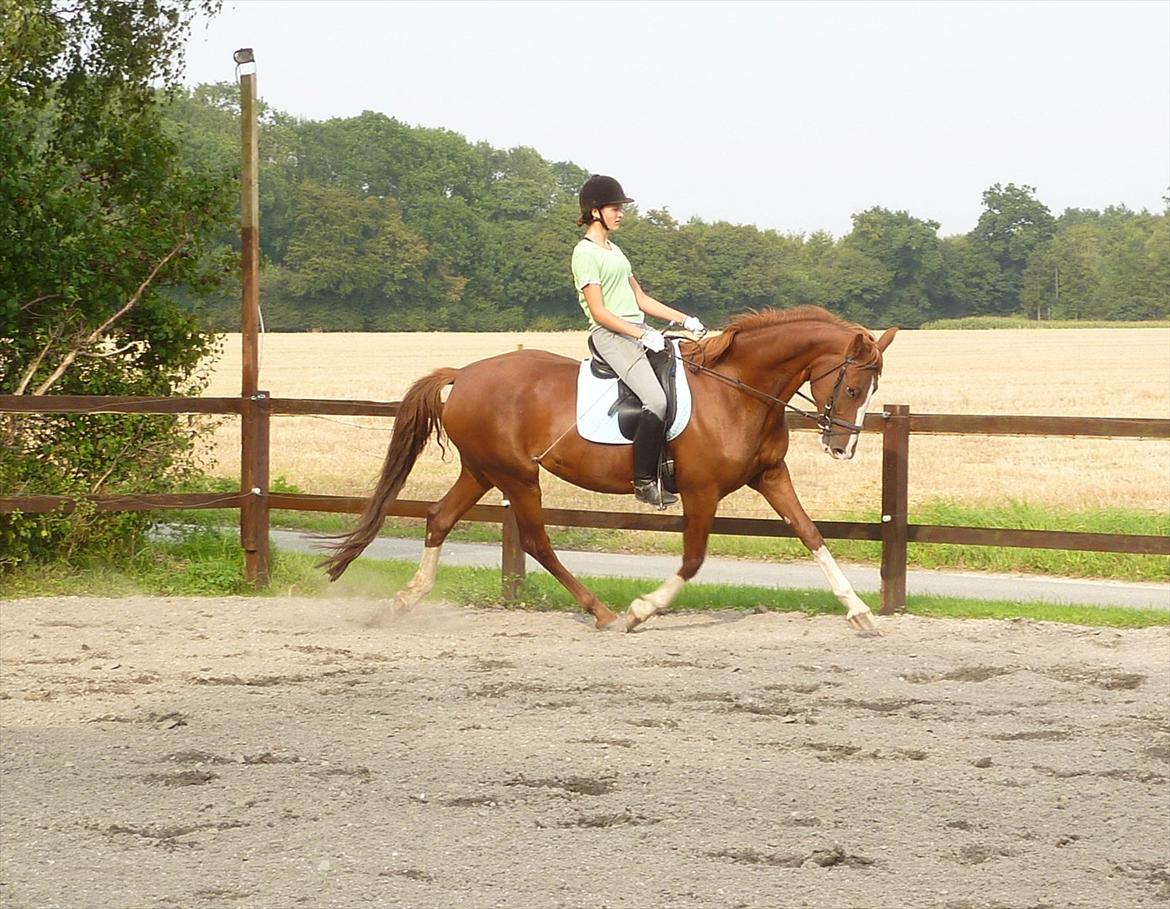 Frederiksborg Zaini Brentedal billede 9