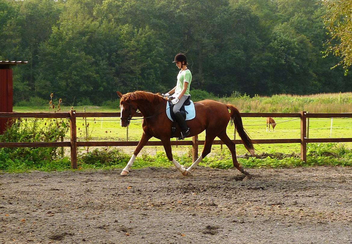 Frederiksborg Zaini Brentedal billede 10