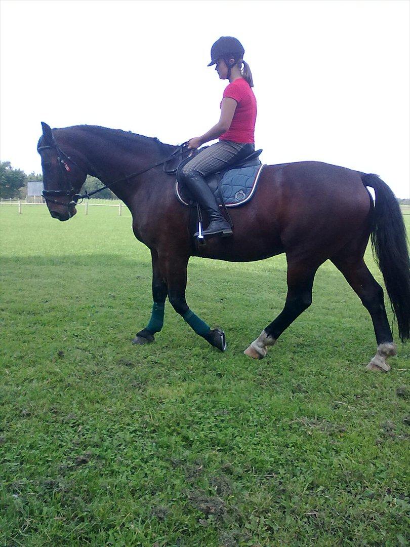 Anden særlig race Øko. billede 10