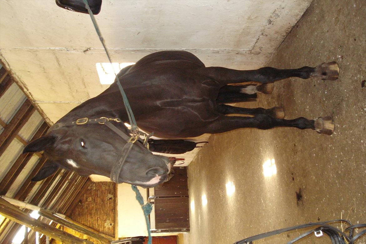 Dansk Varmblod Schaløer  (solgt) billede 5