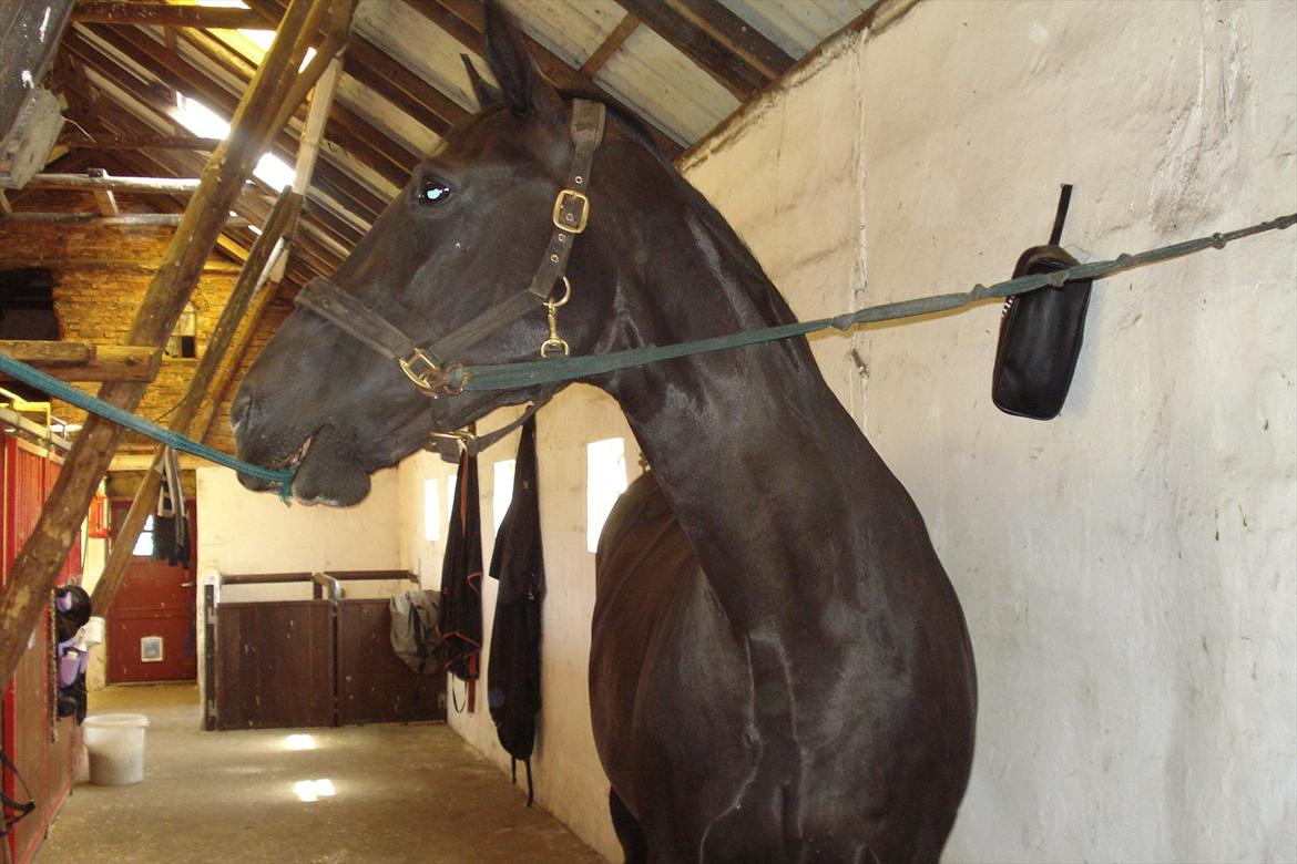 Dansk Varmblod Schaløer  (solgt) billede 2