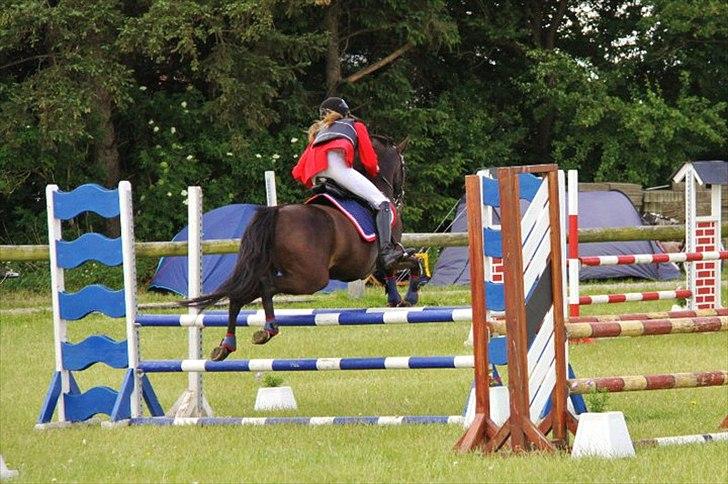 Tysk Sportspony Melody 52 - Weehuuu, du er sej pony♥ billede 11