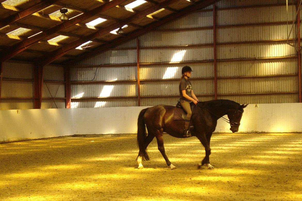 Dansk Varmblod Schaløer  (solgt) billede 1