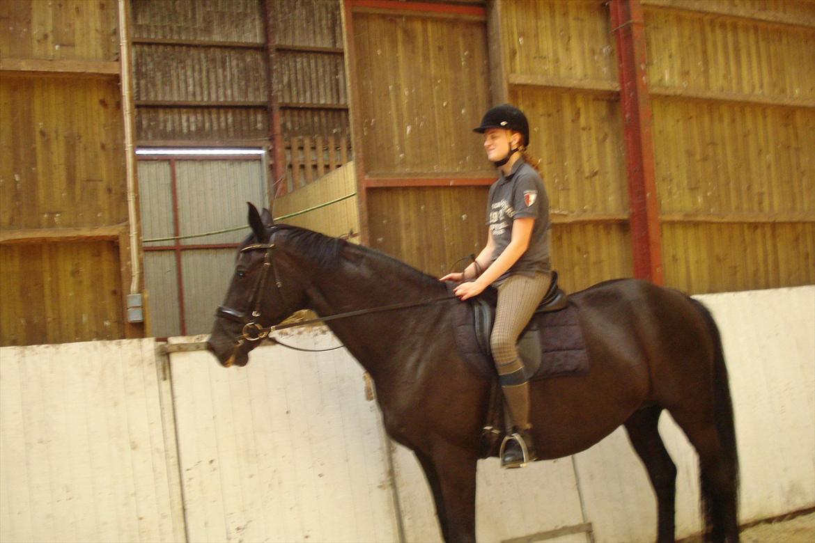 Dansk Varmblod Schaløer  (solgt) billede 3