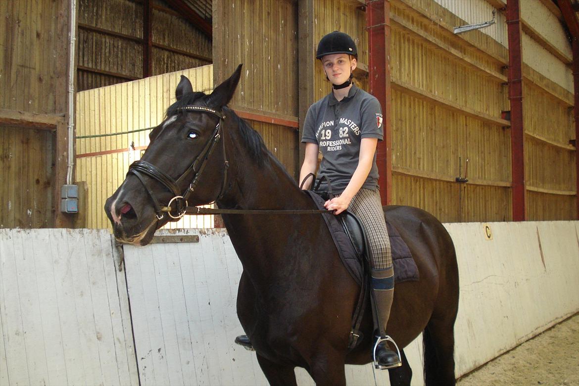 Dansk Varmblod Schaløer  (solgt) billede 4