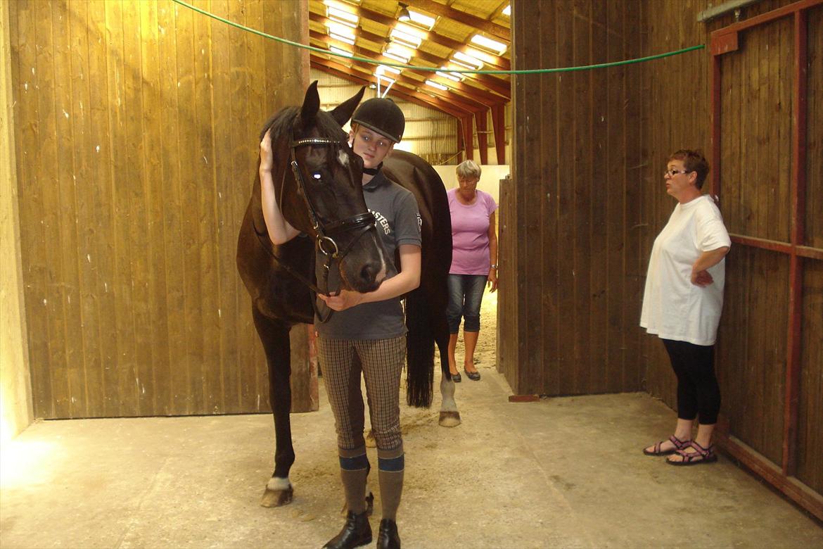 Dansk Varmblod Schaløer  (solgt) billede 6