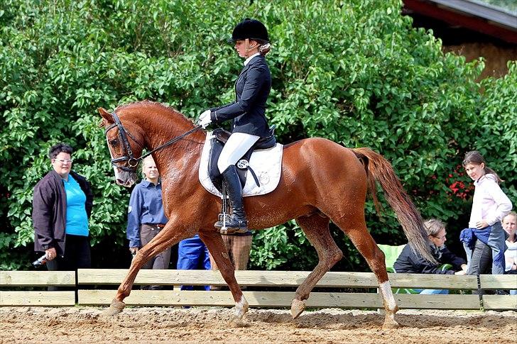 Tysk Sportspony Charming Boy [avlshingst] - Championat d. 28/8-2011. Foto: Photo2u billede 10