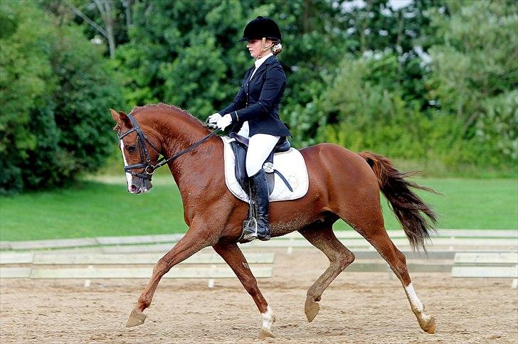 Tysk Sportspony Charming Boy [avlshingst] - Championat d. 28/8-2011. Foto: Photo2u billede 1