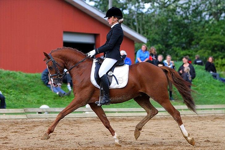 Tysk Sportspony Charming Boy [avlshingst] - Championat d. 28/8-2011. Foto: Photo2u billede 19