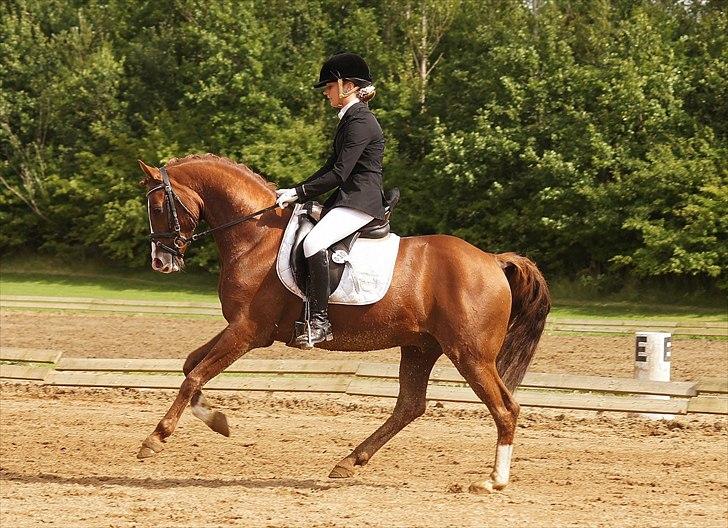 Tysk Sportspony Charming Boy [avlshingst] - Championat d. 28/8-2011. Foto: Charlotte Kondrup billede 20