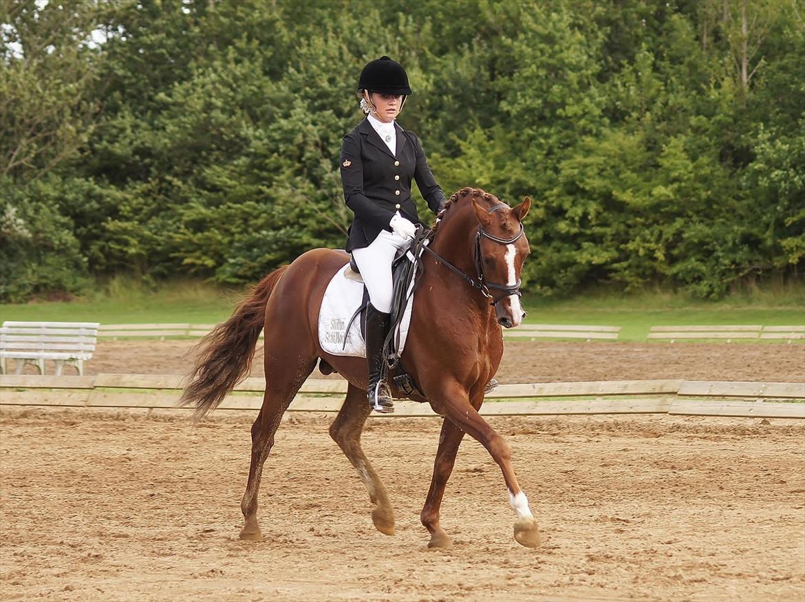 Tysk Sportspony Charming Boy [avlshingst] - Championat d. 28/8-2011. Foto: Charlotte Kondrup billede 14
