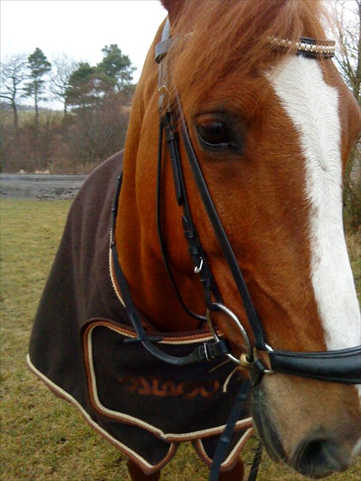 Anden særlig race Power *savnet* billede 4