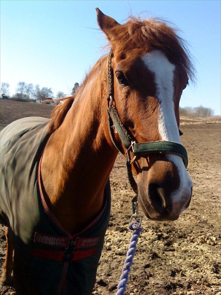 Anden særlig race Power *savnet* billede 5