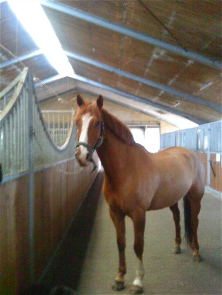 Anden særlig race Power *savnet* - flotte;* billede 6